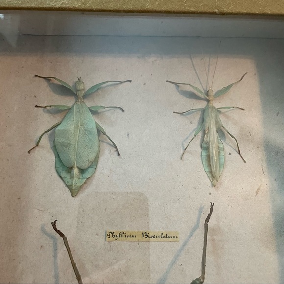 Rare Spectacular Specimen Framed Preserved Insects - Picture 8 of 8